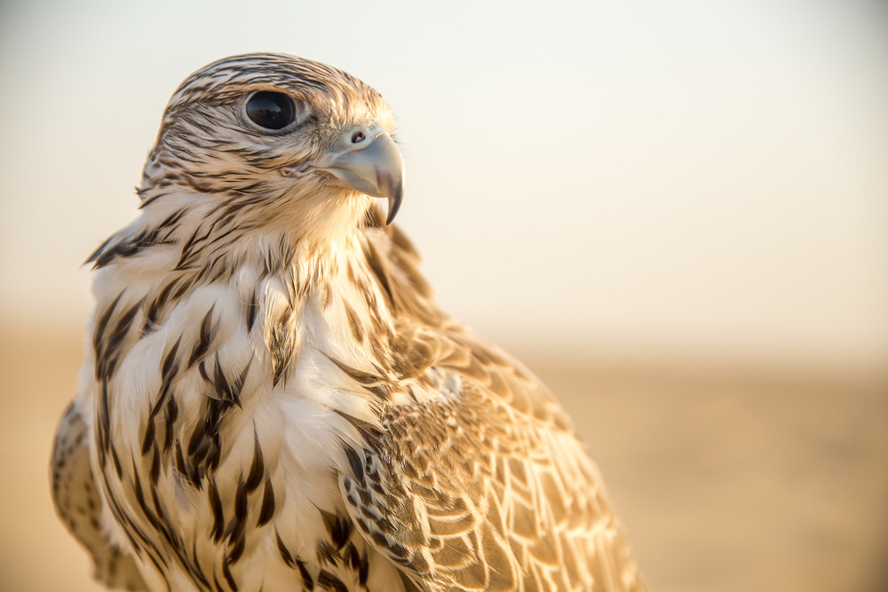 Krafttier, Ihr persönlicher Wegbegleiter: Foto: © Nadeem Rahimi / shutterstock / #1258125925